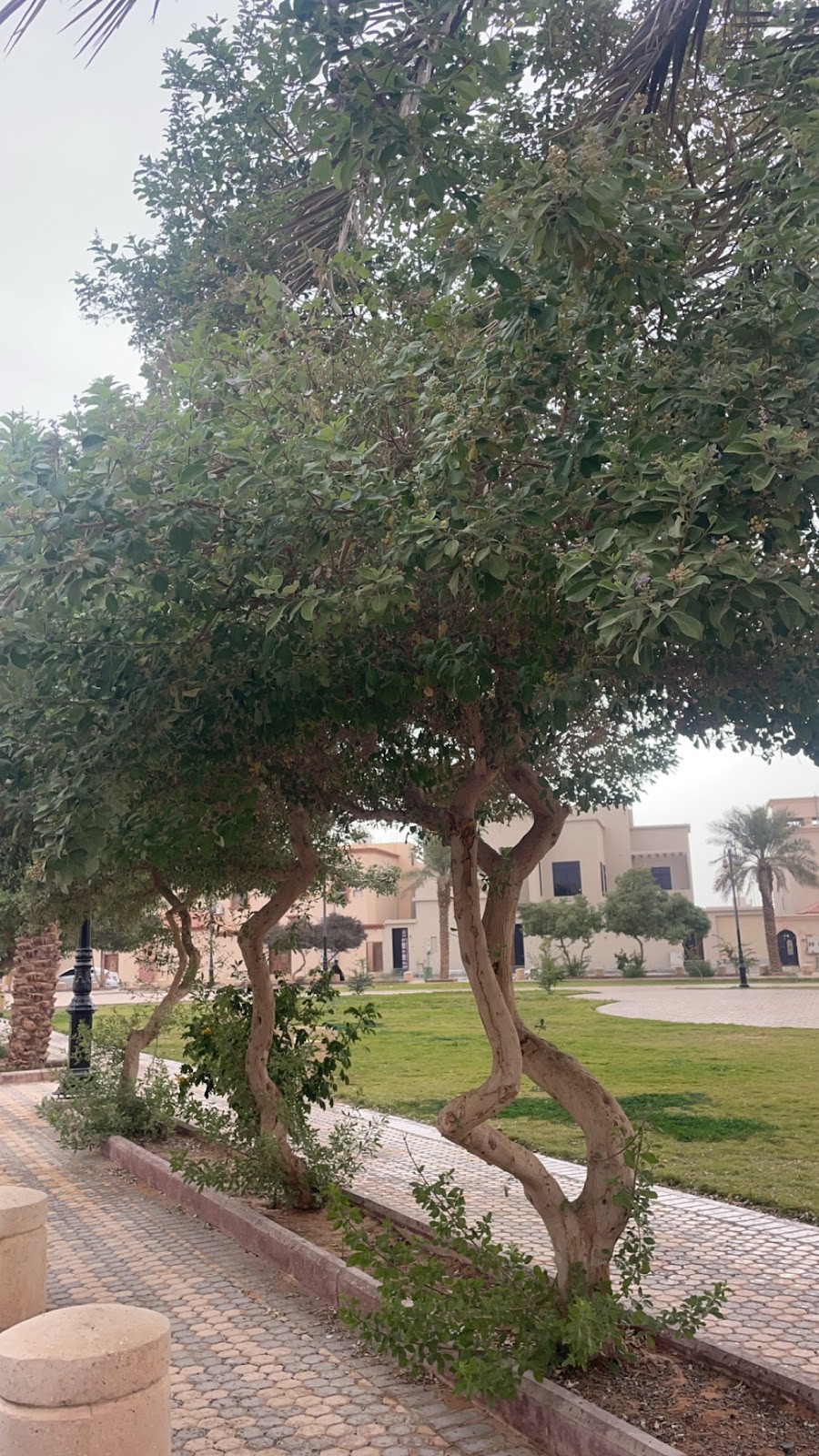 حديقة حي الزاهر — صورة 2