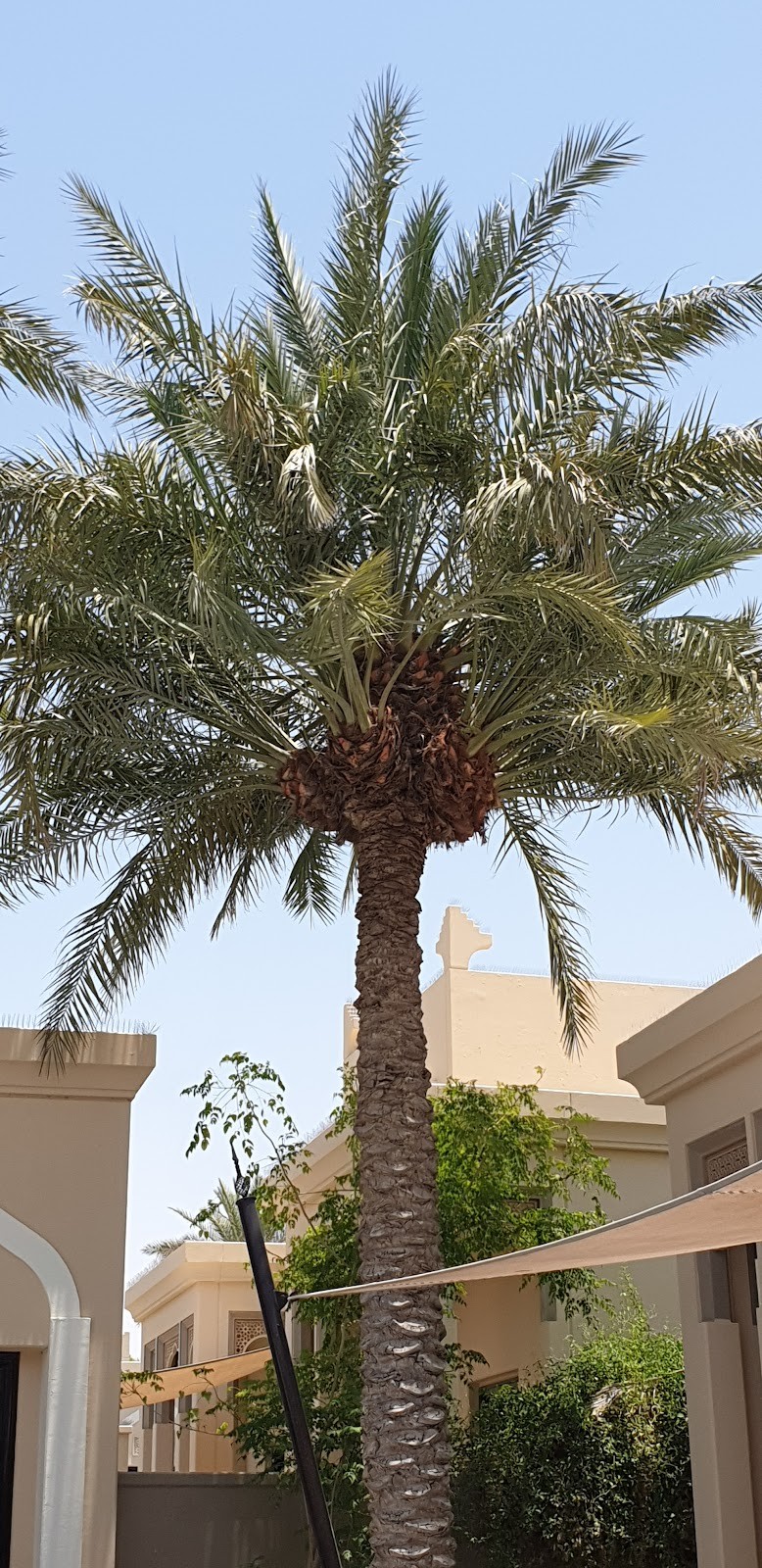 حديقة جامع إمام الدعوة — الدلم — صورة 2