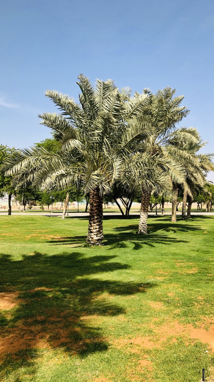 منتزه الملك سلمان (الضاحي) — الدلم — صورة 3