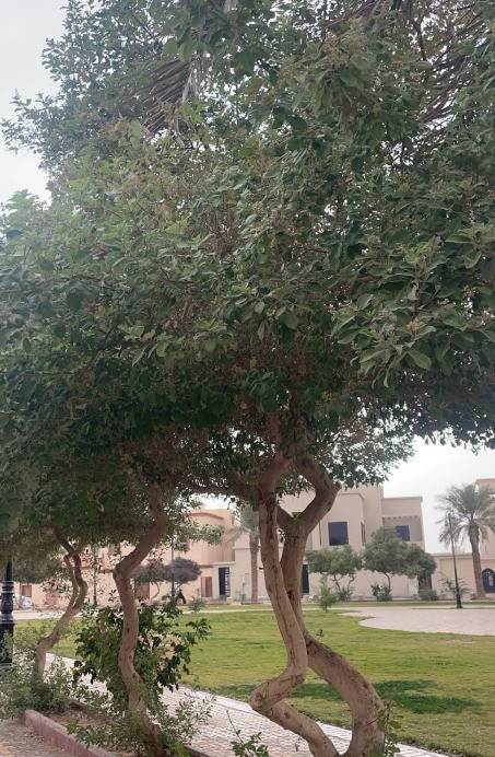 حديقة الصفوة 2 — صورة 2