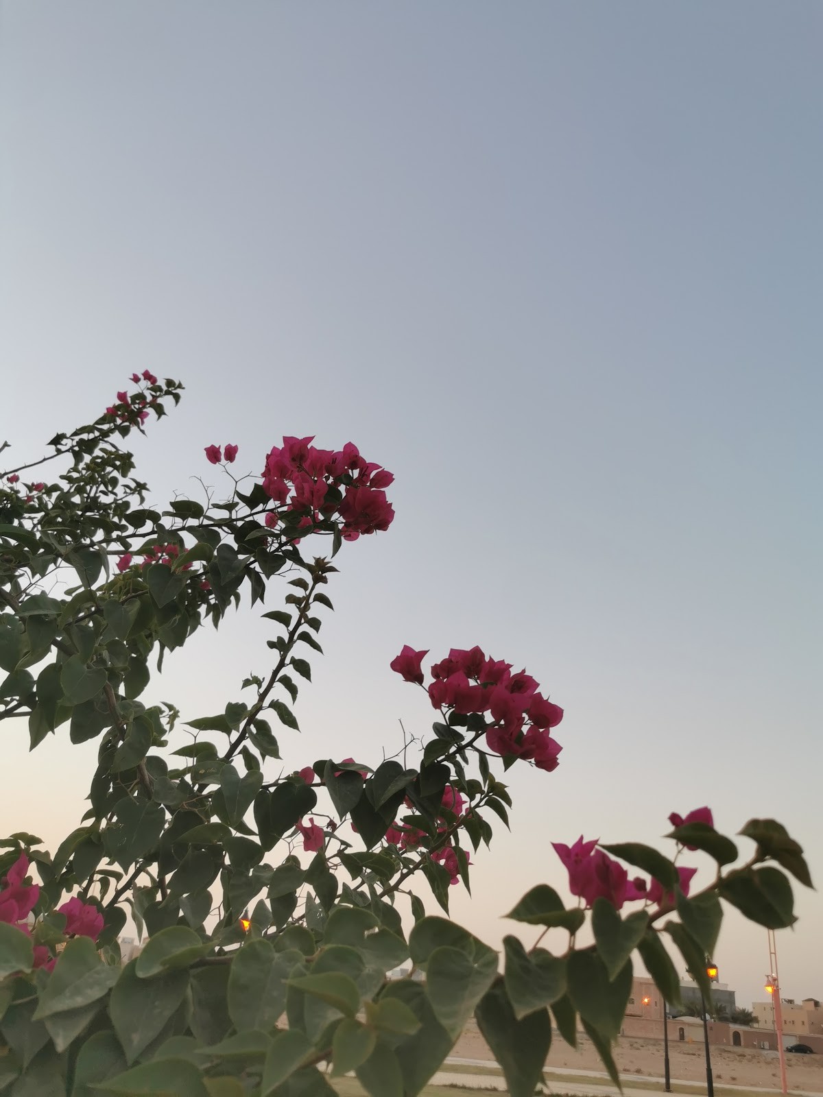 حديقة حي عويسة — الدلم — صورة 3